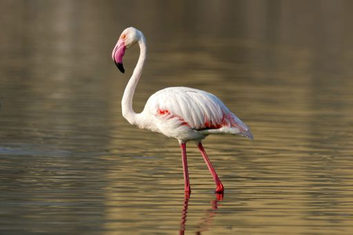 The greater flamingo (Phoenicopterus roseus) walking through the water