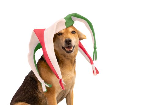 Dog with green, red and white harlequin hat on white background