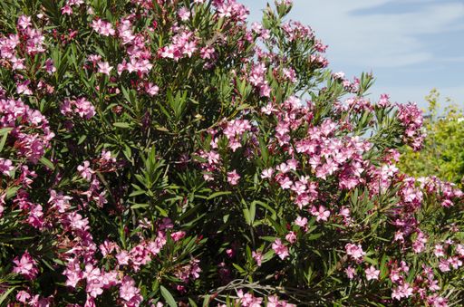 A closeup shot of Oleander flower bush