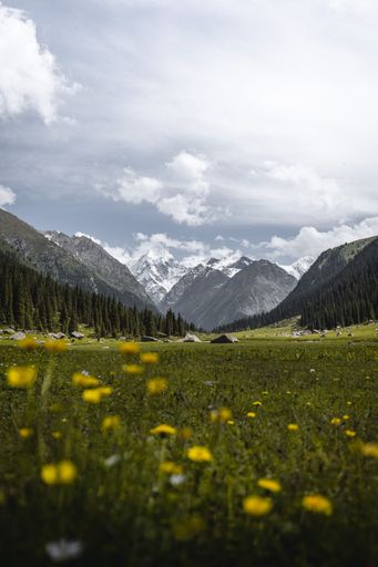 A yellow flower on the field with a mountain background