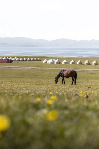 horses in mountain valley with a cloudy sky