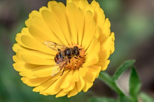 Working bee collecting nectar on a yellow flower on a bright sunny day