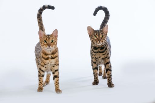 A two striped cat isolated on a white background