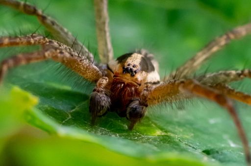 A macro shot of Zora spinimana, a prowling spider of the family Miturgidae.
