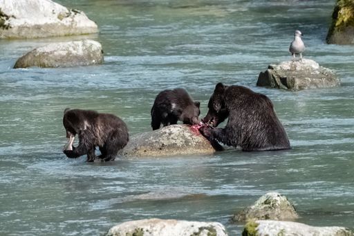 Grizzlys fishing salmon in the river in Alaska before winter, mother with babies