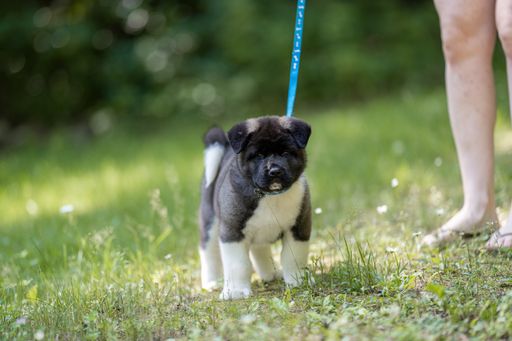 A closeup shot of an American Akita puppy