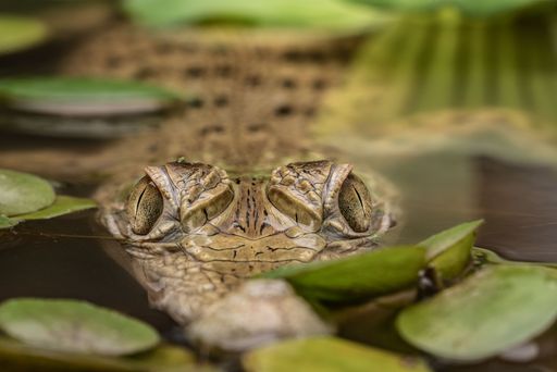 The reflection of water in eyes of the New Guinea crocodile (Crocodylus novaeguineae) in pond full of algae