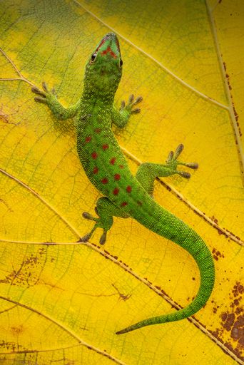 A closeup of a green Giant Day Gecko( Phelsuma grandis ) on yellow autumn leaf