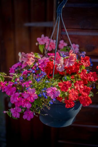 A beautiful view of a hanging basket of different flowers