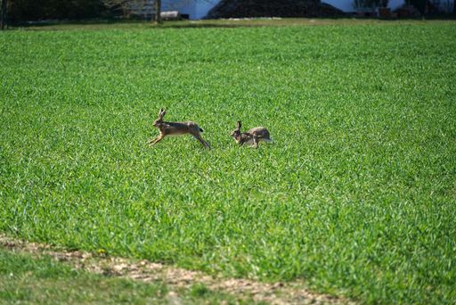 Two rabbits running on a green lawn during the daytime