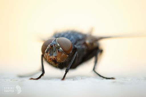 A closeup shot of the details of a fly face