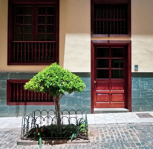 A small tree in front of a building on a sunny day