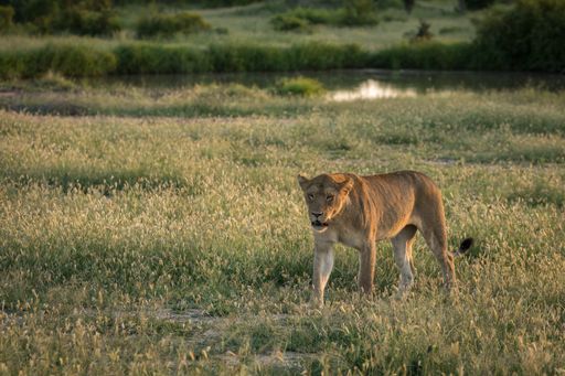 A closeup shot of a lion in a green field freely walking and looking around