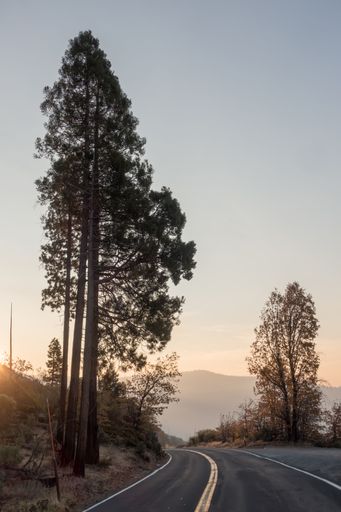 road through yosemite national park early morning