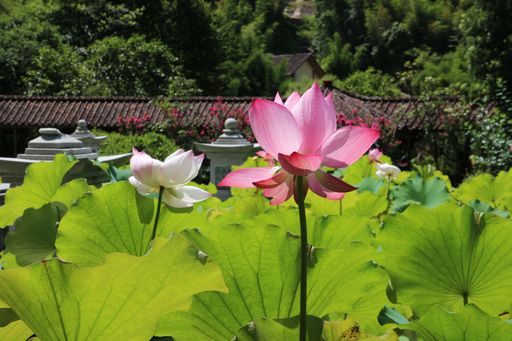 A pink lily flower plant on the lake