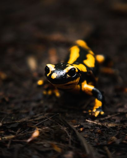 A macro shot of a Fire salamander on the ground looking at the camera