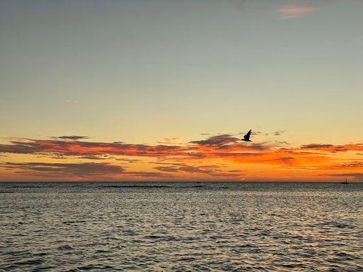 A beautiful scene of a bird flying over gray sea dunes under orange cloudy sky
