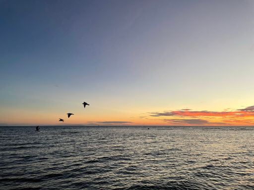 A beautiful scene of birds flying over gray sea dunes under orange  sky horizon