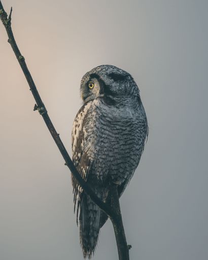 A closeup shot of a Northern hawk-owl standing on a twig with gray background