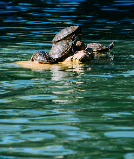 A closeup shot of a turtle family on a rock in the center of a lake - perfect for background