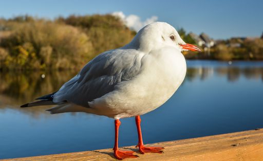 A close-up shot of a seagull standing on a wooden fence
