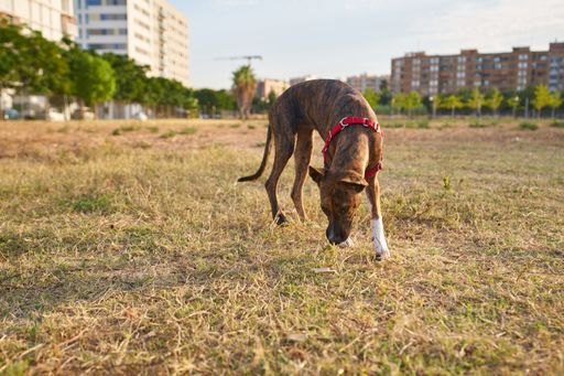 A cute brown dog eating grass in a park