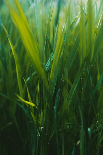 Close Up Shot Of A Field Of Grass