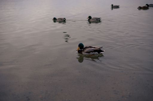 A closeup shot of wild ducks swimming in the lake
