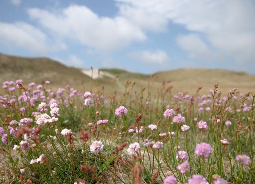 A beautiful shot of purple flowers with green leaves surrounded by rocky hills under the cloudy sky