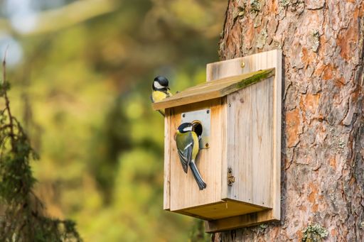 A beautiful shot of cute Great tits on a wooden birdhouse