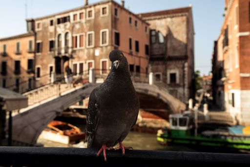 A closeup shot of an adorable rock dove (Columba livia) perched against the bridge over the canal