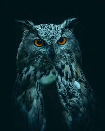A vertical dramatic portrait of a Eurasian eagle-owl (Bubo bubo), also called Uhu with wild brown eyes