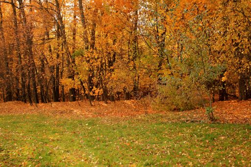 A beautiful shot of a forest with trees and the yellow autumn leaves on the ground in Russia