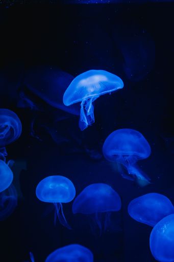 A vertical shot of blue jellyfishes in the ocean