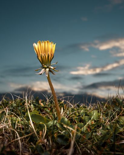 A vertical shot of a daffodil bud growing in a field on a sunny day