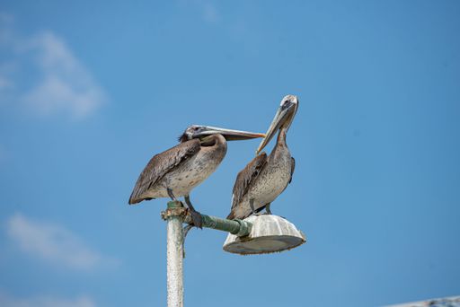 A bottom closeup view of two American brown pelicans perched on street lamp under blue sky