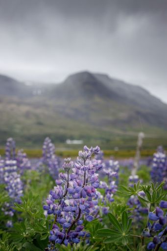 A vertical shot of a field with purple large-leaved lupine flowers on a cloudy day