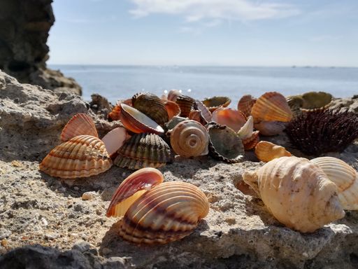 A closeup shot of many shells with the sea on the background