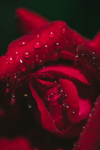 Vertical Close Up Of A Red Rose With Water Droplets In A Garden