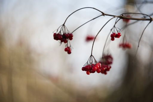 A selective focus shot of red berries hanging from a tree branch
