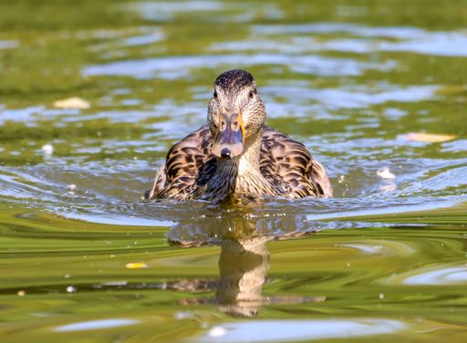 A close-up shot of a mallard swimming in a pond