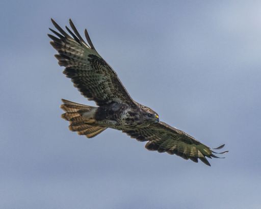The low-angle view of a Red-tailed hawk flying with opened wings in the blue sky