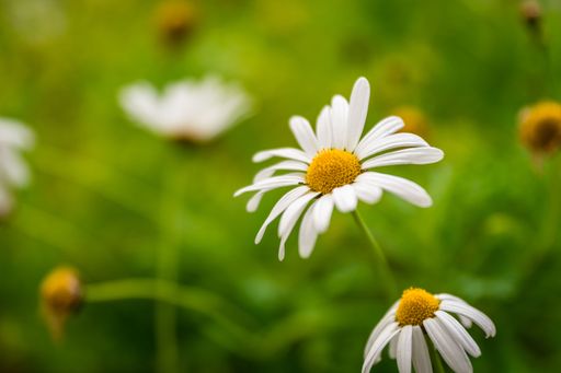 A Close-up shot of a field of white and yellow Chamomile in a lush green grassy area