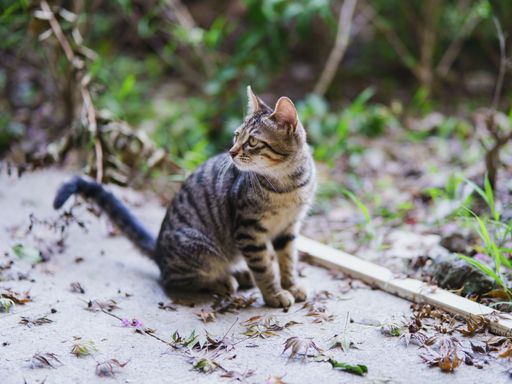 A selective focus shot of a cat outdoors