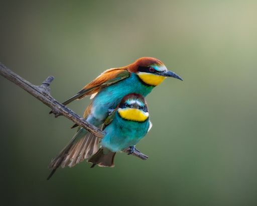 A closeup shot of European bee eaters mating on a perch with a blurred background