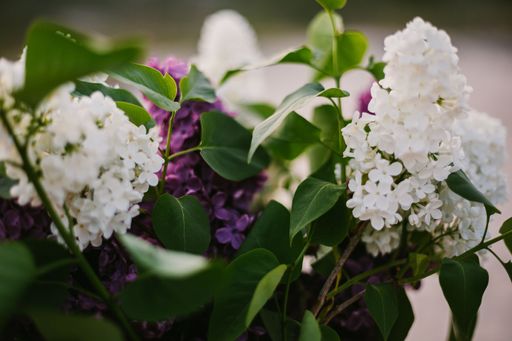 Selective Close Up Of A Purple And White Lilac Bouquet With A Blurred Background