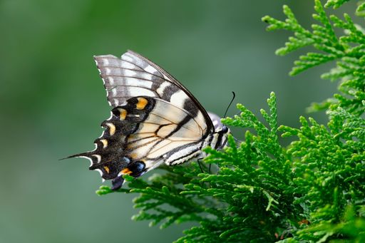 An eastern tiger swallowtail (Papilio glaucus) on a fir branch