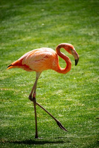 A closeup shot of a beautiful American flamingo walking on the green grass in the daylight