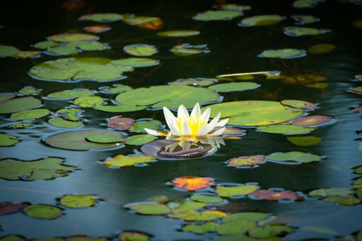 A beautiful shot of water lilies in a pond