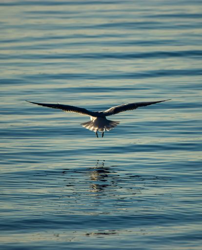 A vertical shot of a majestic seagull flying with spread wings over a calm blue sea at sunset, its reflection below